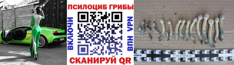 hydra ссылка  Белоярский  Псилоцибиновые грибы Psilocybe 